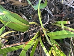 Xyris ambigua