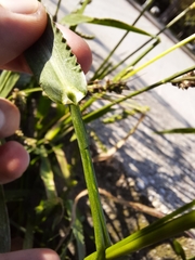 Echinochloa crus-galli
