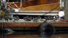 Calidris virgata