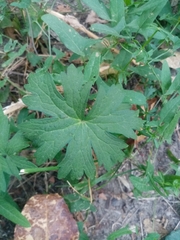 Geranium sylvaticum