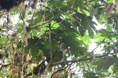 Cecropia obtusifolia