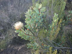 Protea glabra