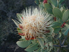 Protea glabra