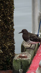Arenaria melanocephala