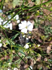 Gypsophila repens