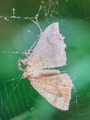 Camptogramma bilineata