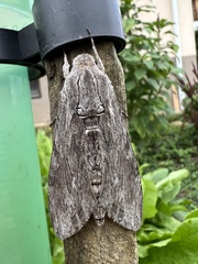 Agrius convolvuli