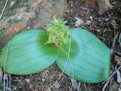 Massonia