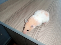 Mesocricetus auratus