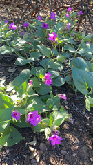 Mirabilis multiflora
