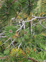 Pinus mugo