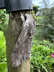 Agrius convolvuli
