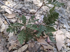 Chamaebatia foliolosa