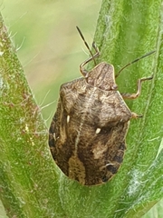Eurygaster testudinaria