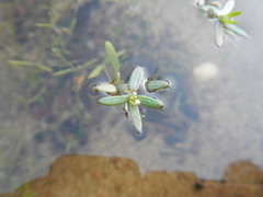Crassula natans