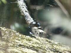 Trachemys scripta elegans