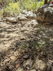 Chamaebatia foliolosa