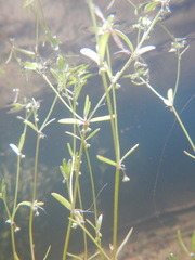 Crassula natans