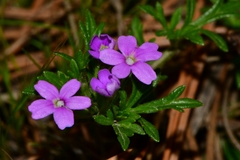 Glandularia