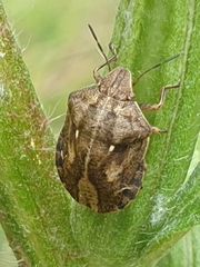 Eurygaster testudinaria