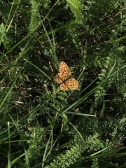 Boloria