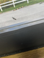 Aculeata