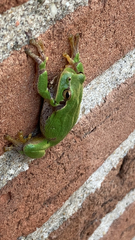 Hyla arborea
