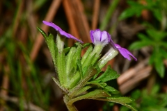 Glandularia