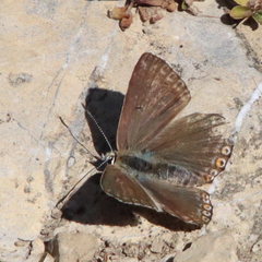 Polyommatus coridon