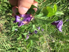 Clematis viticella