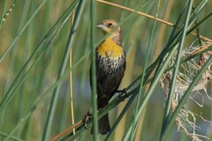 Xanthocephalus xanthocephalus