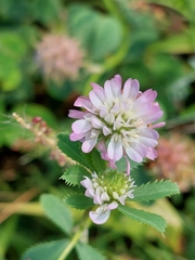 Trifolium resupinatum