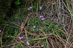 Glandularia