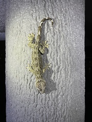 Gekko reevesii