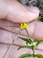 Melampyrum sylvaticum