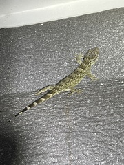 Gekko reevesii