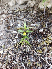 Melampyrum sylvaticum