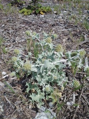 Eryngium maritimum