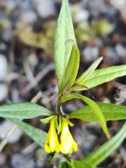 Melampyrum sylvaticum