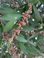 Melaleuca