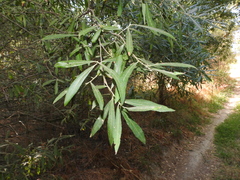 Salix salviifolia