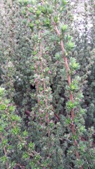 Cliffortia ruscifolia