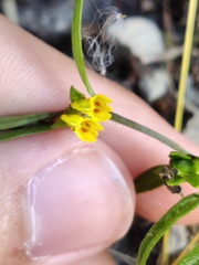 Melampyrum sylvaticum