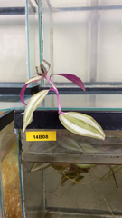 Tradescantia zebrina