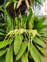 Brassia