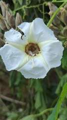 Ipomoea murucoides