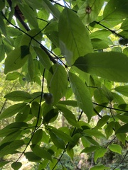 Euonymus occidentalis