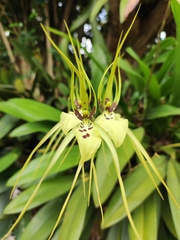 Brassia