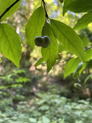 Euonymus occidentalis