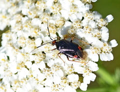 Deraeocoris ruber